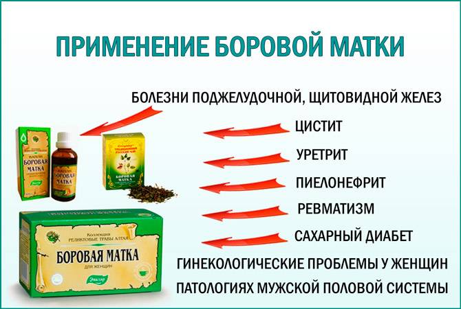 Борова матка при циститі: відгуки