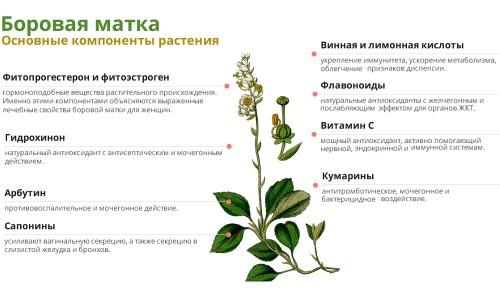 Борова матка при циститі: відгуки Борова матка при циститі: відгуки