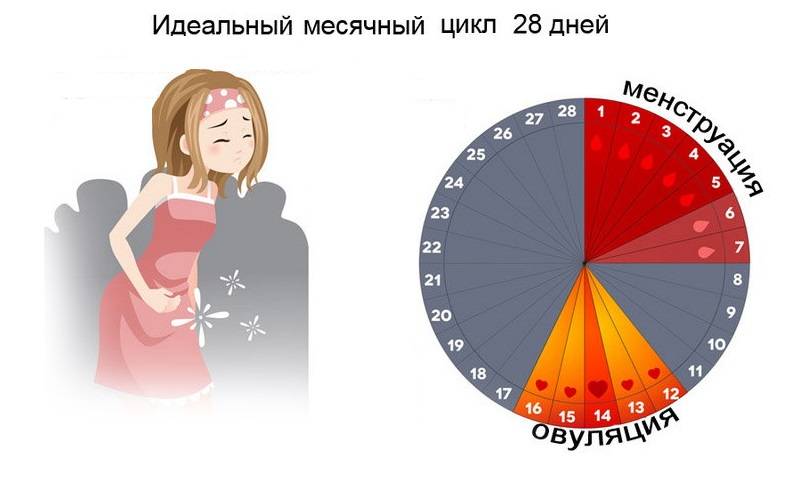 Борова матка при циститі: відгуки Борова матка при циститі: відгуки