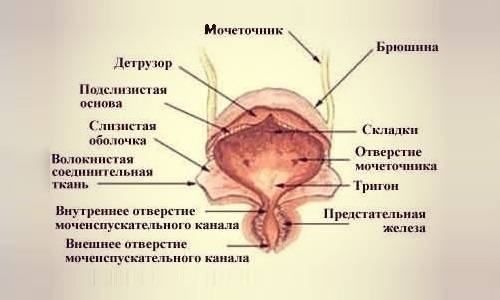 Чому при циститі нетримання сечі
