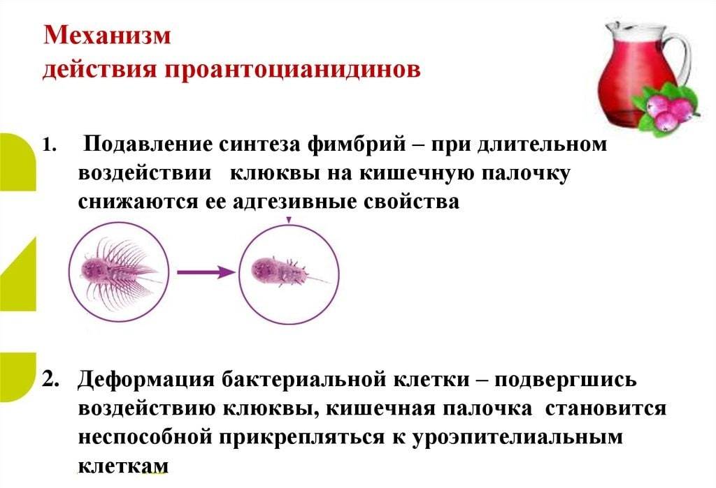 Цистит монурал і монурель – Цистит