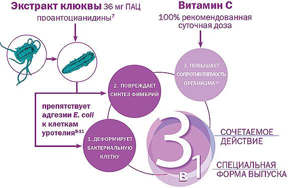 Цистит монурал і монурель – Цистит