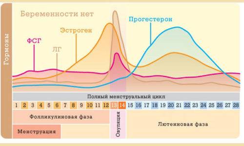 Цистит під час місячних (перед, після, одночасно): причини, як лікувати, вплив