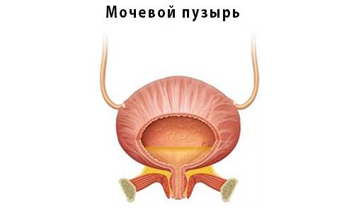 Цистит трав’яні збори – Цистит