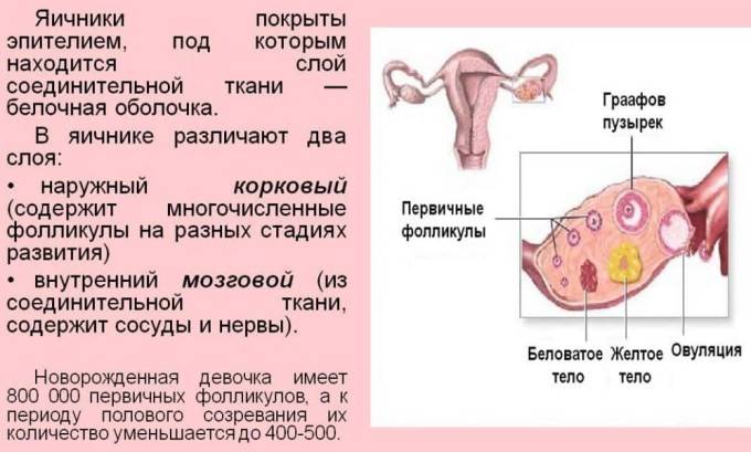Цистит у дітей симптоми і лікування циститу у ребнка Цистит у дітей симптоми і лікування циститу у ребнка