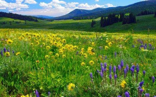 Цистит у жінок ефективне лікування народними засобами