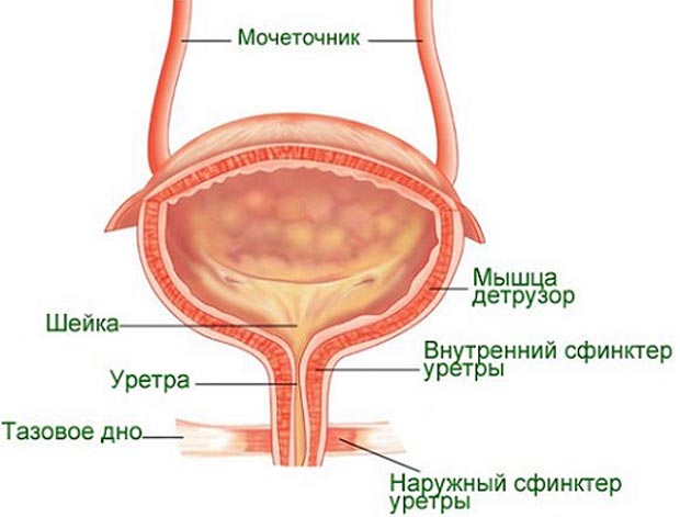 Цистит у жінок симптоми і лікування в домашніх умовах, як і чим лікувати захворювання, як швидко зняти напад циститу.