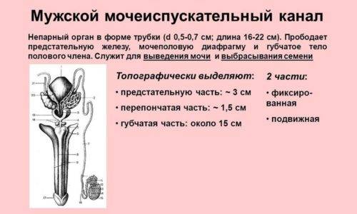 Цистит заразний чи ні – Все про урології Цистит заразний чи ні – Все про урології