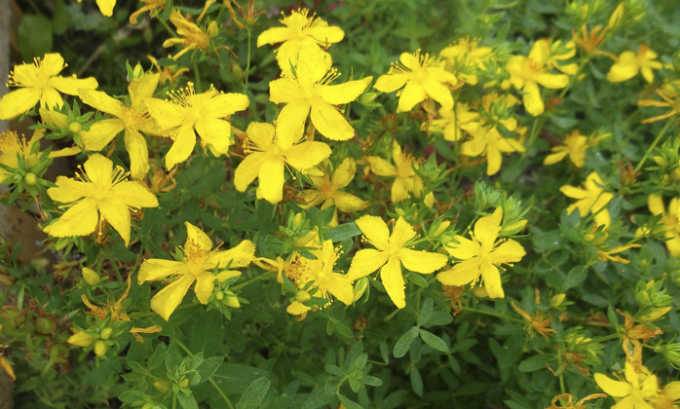 Допомагає при циститі бруснивер?