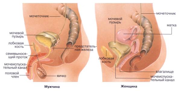 Допоможіть підібрати курс лікування проти циститу