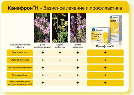 Канефрон в таблетках і краплях при циститі при вагітності Канефрон в таблетках і краплях при циститі при вагітності
