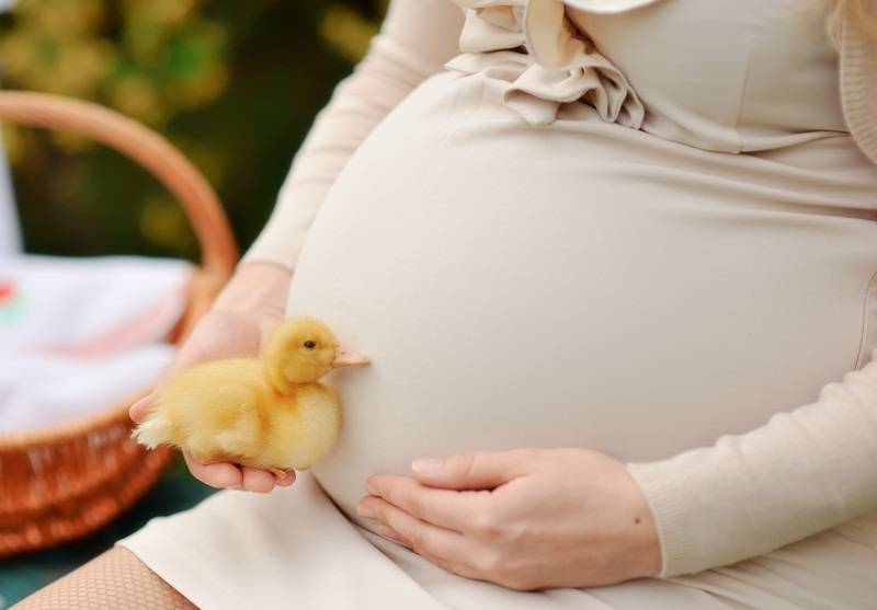 Лікування циститу при вагітності на ранніх термінах Лікування циститу при вагітності на ранніх термінах