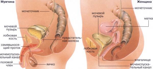 Лікування циститу у дитини 5 років у домашніх умовах