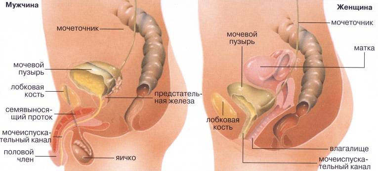 Лікування циститу в домашніх умовах у чоловіків