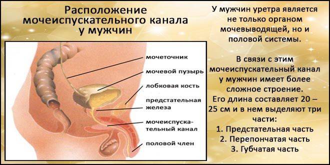 Може жінка заразитися циститом від чоловіка Може жінка заразитися циститом від чоловіка