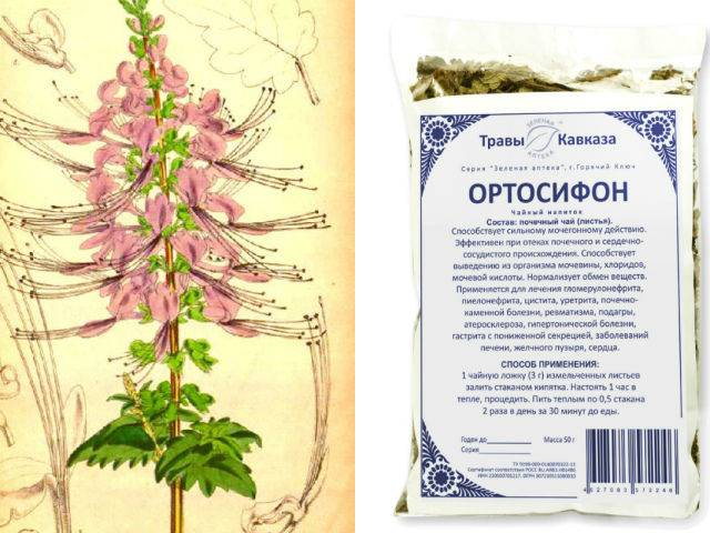 Нирковий чай ортосифон при циститі чим він гарний Нирковий чай ортосифон при циститі чим він гарний