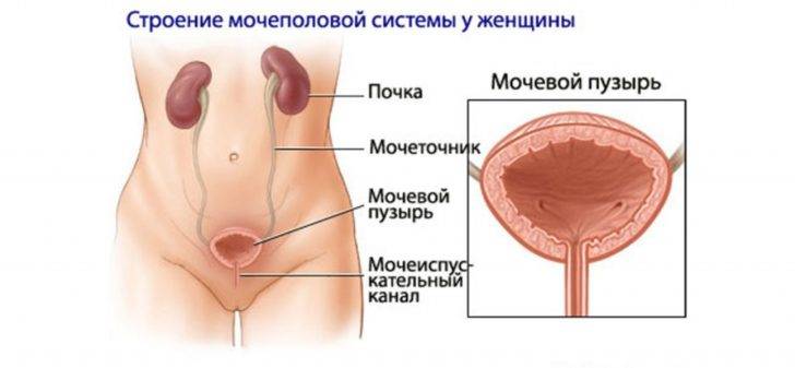 Інтерстиціальний цистит і методи позбавлення від нього – Урогінекологія Інтерстиціальний цистит і методи позбавлення від нього – Урогінекологія