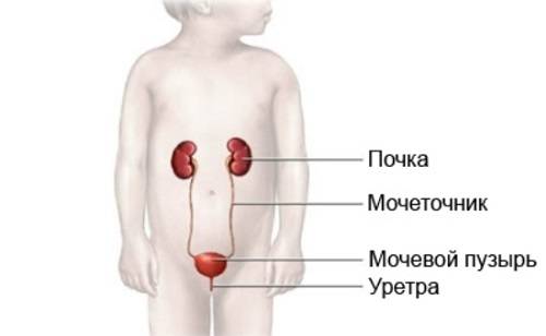 Особливості лікування циститу у немовляти