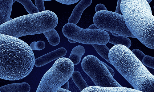 П’ять найбільш поширених бактерій які провокують бактеріальний цистит