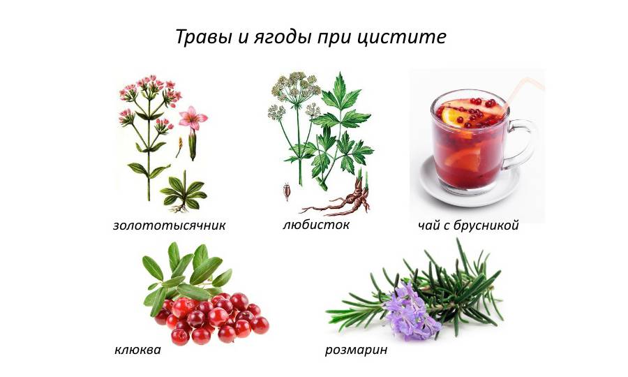 Сечогінні збори при циститі — Лікуємо печінка