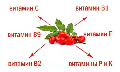Шипшина при циститі: як приймати, рецепти приготування, відгуки пацієнтів і лікарів Шипшина при циститі: як приймати, рецепти приготування, відгуки пацієнтів і лікарів