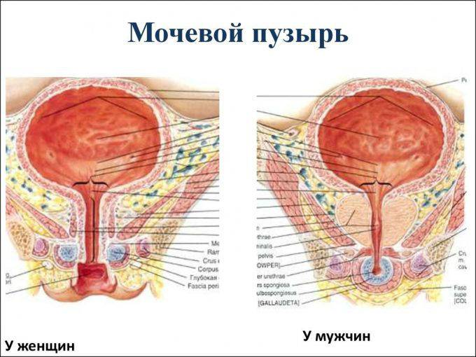 Спазм сечового міхура при циститі Спазм сечового міхура при циститі