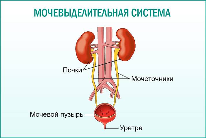 Таблетки від пієлонефриту і циститу
