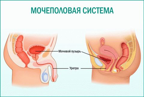 Відмінності уретриту і циститу лікування симптоми локалізація причини діагностика профілактика ускладнення