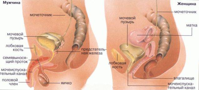 Які бувають ознаки циститу у чоловіків і як лікувати цистит чоловікові