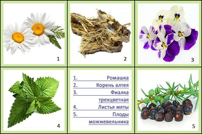 Які трави пити при циститі у жінок: швидке народне лікування Які трави пити при циститі у жінок: швидке народне лікування