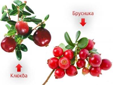 Які трави пити при циститі у жінок: швидке народне лікування