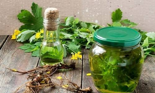 Як заварити мучницю від циститу Як заварити мучницю від циститу