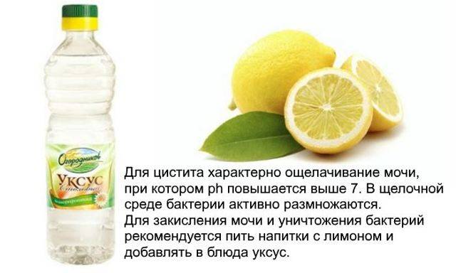 Застосування фіточаю при лікуванні циститу